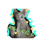 cat-club（個別スタンプ：6）
