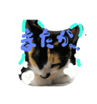 cat-club（個別スタンプ：7）