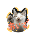 cat-club（個別スタンプ：8）