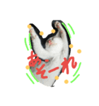 cat-club（個別スタンプ：9）