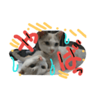 cat-club（個別スタンプ：11）