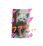 cat-club（個別スタンプ：12）