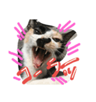 cat-club（個別スタンプ：13）