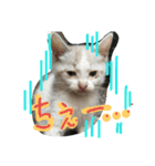 cat-club（個別スタンプ：14）