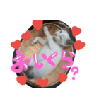 cat-club（個別スタンプ：16）