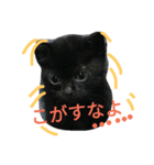 cat-club（個別スタンプ：17）