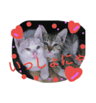 cat-club（個別スタンプ：18）