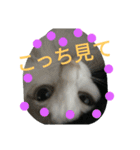 cat-club（個別スタンプ：19）