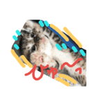 cat-club（個別スタンプ：20）