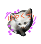 cat-club（個別スタンプ：22）