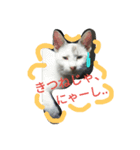 cat-club（個別スタンプ：23）