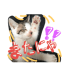 cat-club（個別スタンプ：24）