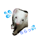 ferret chan（個別スタンプ：2）