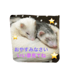 ferret chan（個別スタンプ：4）