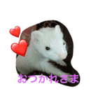 ferret chan（個別スタンプ：5）