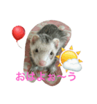 ferret chan（個別スタンプ：6）