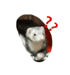 ferret chan（個別スタンプ：7）