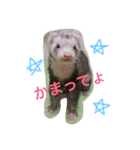ferret chan（個別スタンプ：8）