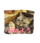バロンのゆるっとアメショースタンプ（個別スタンプ：1）
