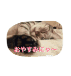 バロンのゆるっとアメショースタンプ（個別スタンプ：2）