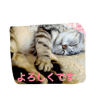 バロンのゆるっとアメショースタンプ（個別スタンプ：5）