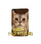 バロンのゆるっとアメショースタンプ（個別スタンプ：6）