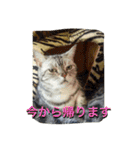 バロンのゆるっとアメショースタンプ（個別スタンプ：9）