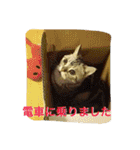 バロンのゆるっとアメショースタンプ（個別スタンプ：10）