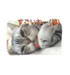バロンのゆるっとアメショースタンプ（個別スタンプ：18）