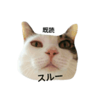 さばおさん（個別スタンプ：39）