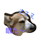 犬6匹のスタンプ（個別スタンプ：1）