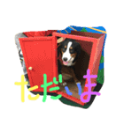 犬6匹のスタンプ（個別スタンプ：4）
