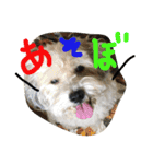 犬6匹のスタンプ（個別スタンプ：5）