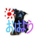 犬6匹のスタンプ（個別スタンプ：6）