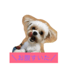 犬6匹のスタンプ（個別スタンプ：8）
