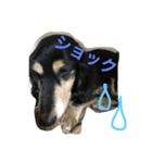 犬6匹のスタンプ（個別スタンプ：9）