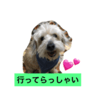 犬6匹のスタンプ（個別スタンプ：10）