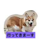 犬6匹のスタンプ（個別スタンプ：11）