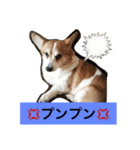 犬6匹のスタンプ（個別スタンプ：14）