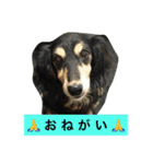 犬6匹のスタンプ（個別スタンプ：15）
