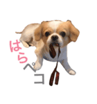 ラウちんスタンプ（個別スタンプ：1）