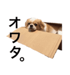 ラウちんスタンプ（個別スタンプ：3）