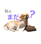 ラウちんスタンプ（個別スタンプ：6）