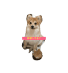 たろうのすたんぷ（個別スタンプ：1）