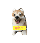 たろうのすたんぷ（個別スタンプ：2）