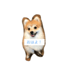 たろうのすたんぷ（個別スタンプ：3）