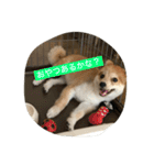 たろうのすたんぷ（個別スタンプ：5）