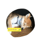 たろうのすたんぷ（個別スタンプ：9）