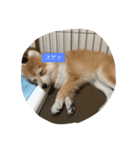 たろうのすたんぷ（個別スタンプ：10）