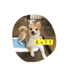 たろうのすたんぷ（個別スタンプ：15）
